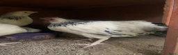 Chickens poultry for sale: 4 Pure Breed Light sussex pullets in Knutsford - Advert 1