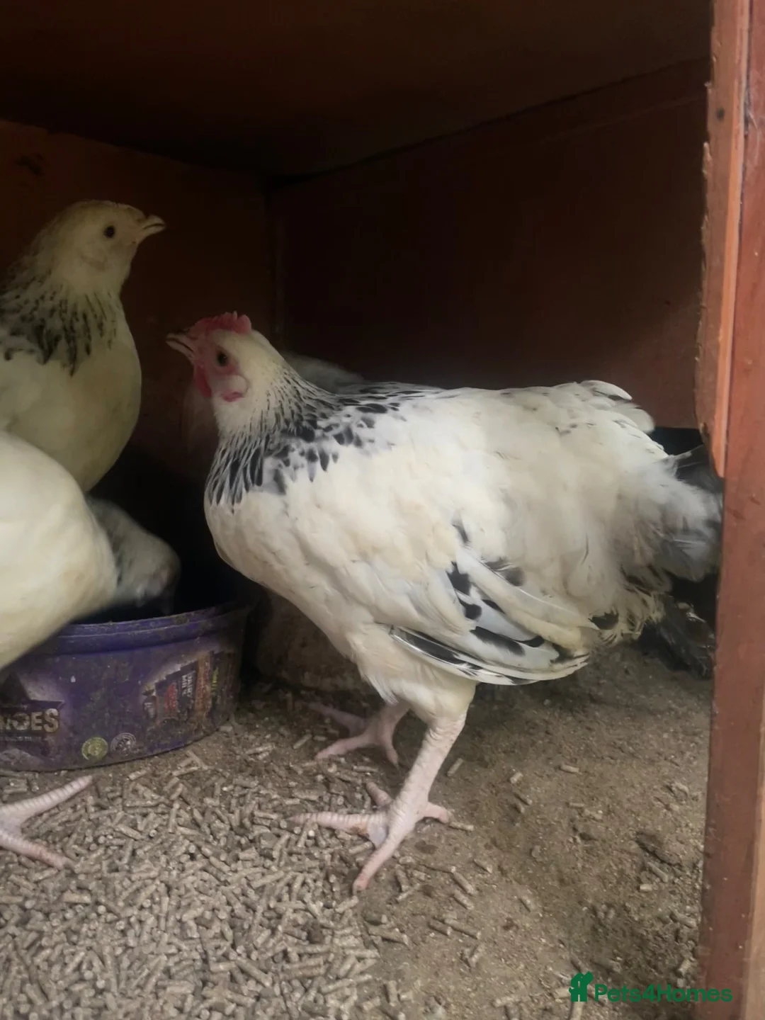 Chickens poultry for sale: 4 Pure Breed Light sussex pullets in Knutsford - Advert 1