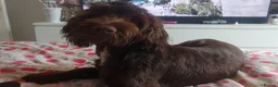 Cockapoo dogs for sale: Beautiful chocolate 8 month old cockapoo for sale - Advert 1