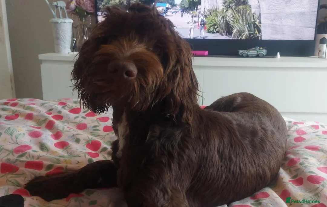 Cockapoo dogs for sale: Beautiful chocolate 8 month old cockapoo for sale - Advert 1