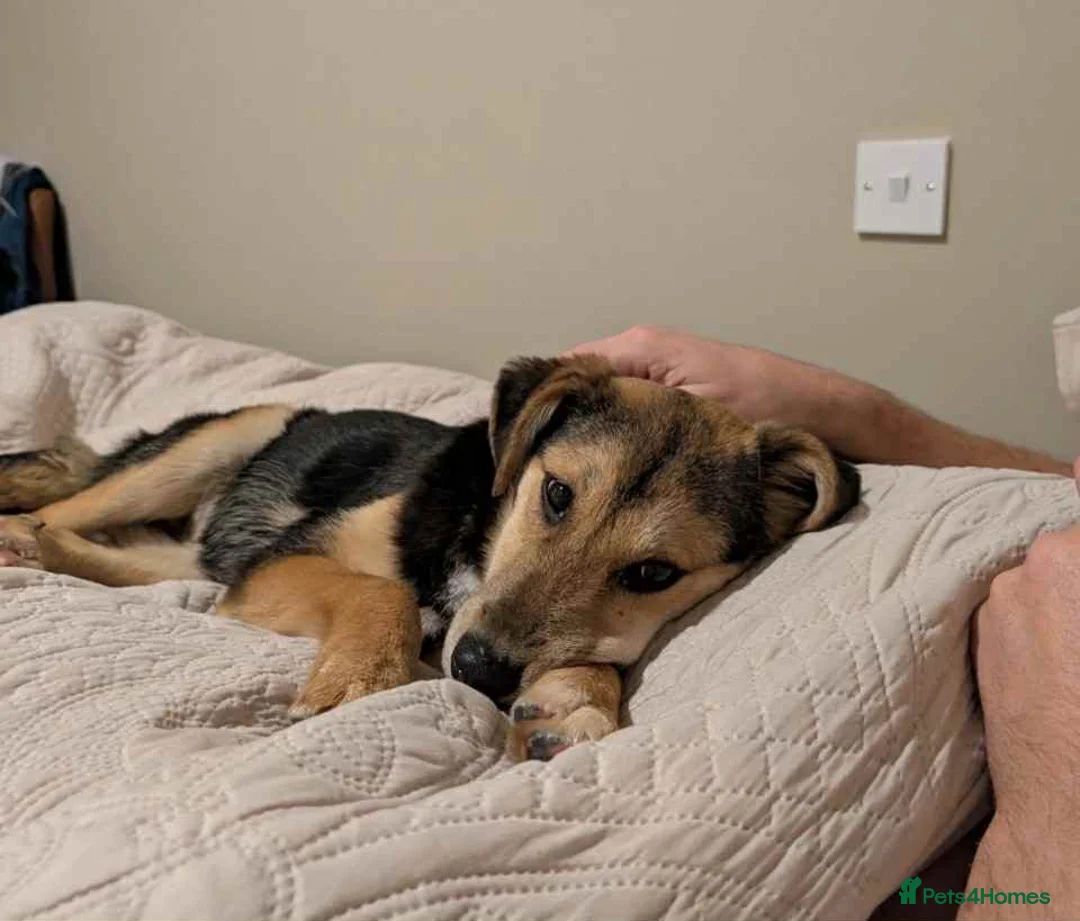 Mixed Breed dogs for adoption: Mikka says “is it me you’re looking for ?”  in Tiverton - Advert 5