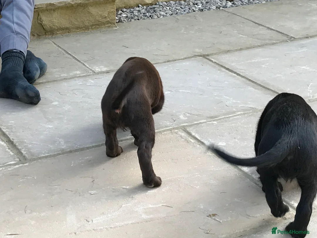 Cocker Spaniel dogs for stud: Cocker Spaniel for stud - NO FEE - Advert 11