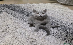 British Shorthair cats for sale:  Gorgeous BRITISH SHORTHAIR MALE  - Advert 5