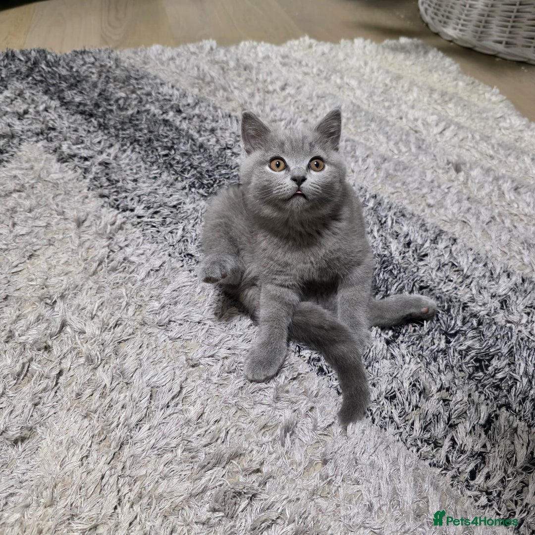British Shorthair cats for sale:  Gorgeous BRITISH SHORTHAIR MALE  - Advert 5