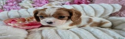 Cavalier King Charles Spaniel dogs for sale: Beautiful KC reg Cavalier King Charles Puppies  - Advert 33