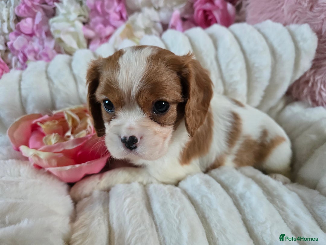 Cavalier King Charles Spaniel dogs for sale: Beautiful KC reg Cavalier King Charles Puppies  - Advert 33