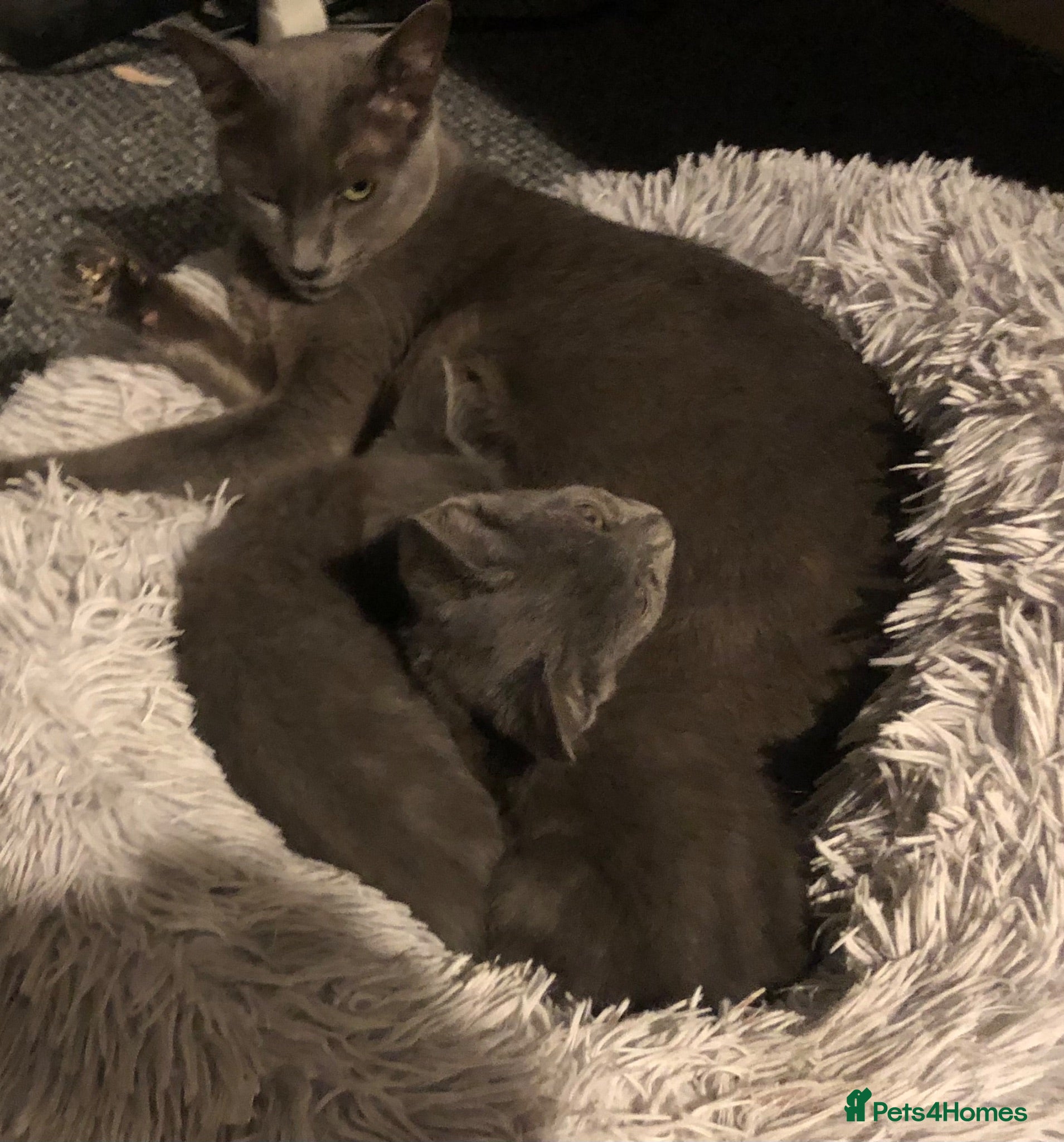 Russian Blue cats Beautiful Nebelung female kitten - Advert 10