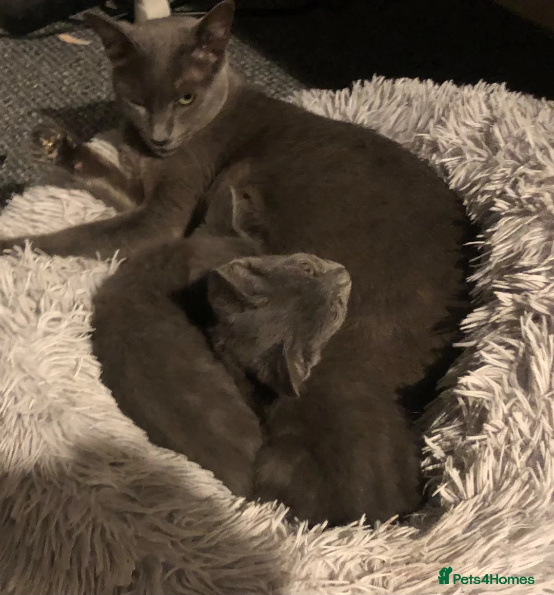 Russian Blue cats for sale: Beautiful Nebelung female kitten - Advert 1
