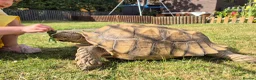 Tortoise reptiles for sale: 15 year old Sulcata Tortoise 23" - Advert 4