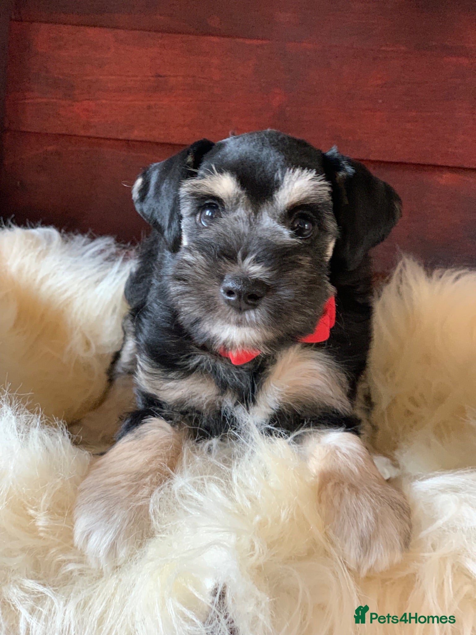 Miniature Schnauzer dogs 5* Licensed KC Small Miniature Schnauzer Litter  - Advert 7