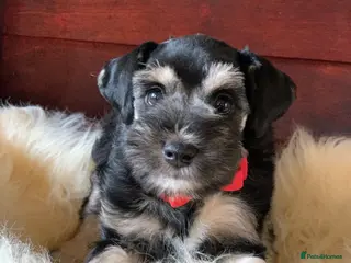Miniature Schnauzer dogs 5* Licensed KC Small Miniature Schnauzer Litter - Advert 7
