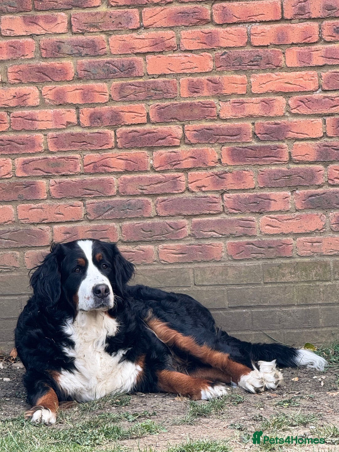 Bernese Mountain Dog dogs for sale: Stunning Pedigree Bernese Mountain Puppies - Advert 4