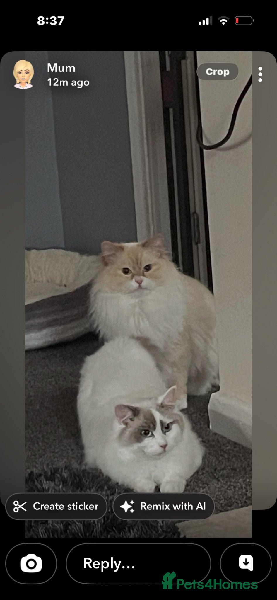 Ragdoll cats Ragdoll kittens  - Advert 3