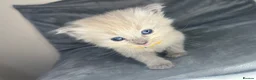Ragdoll cats for sale: Beautiful mink ragdoll kittens  - Advert 10