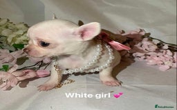 Chihuahua dogs for sale: Tiny chihuahua puppies  - Image 9