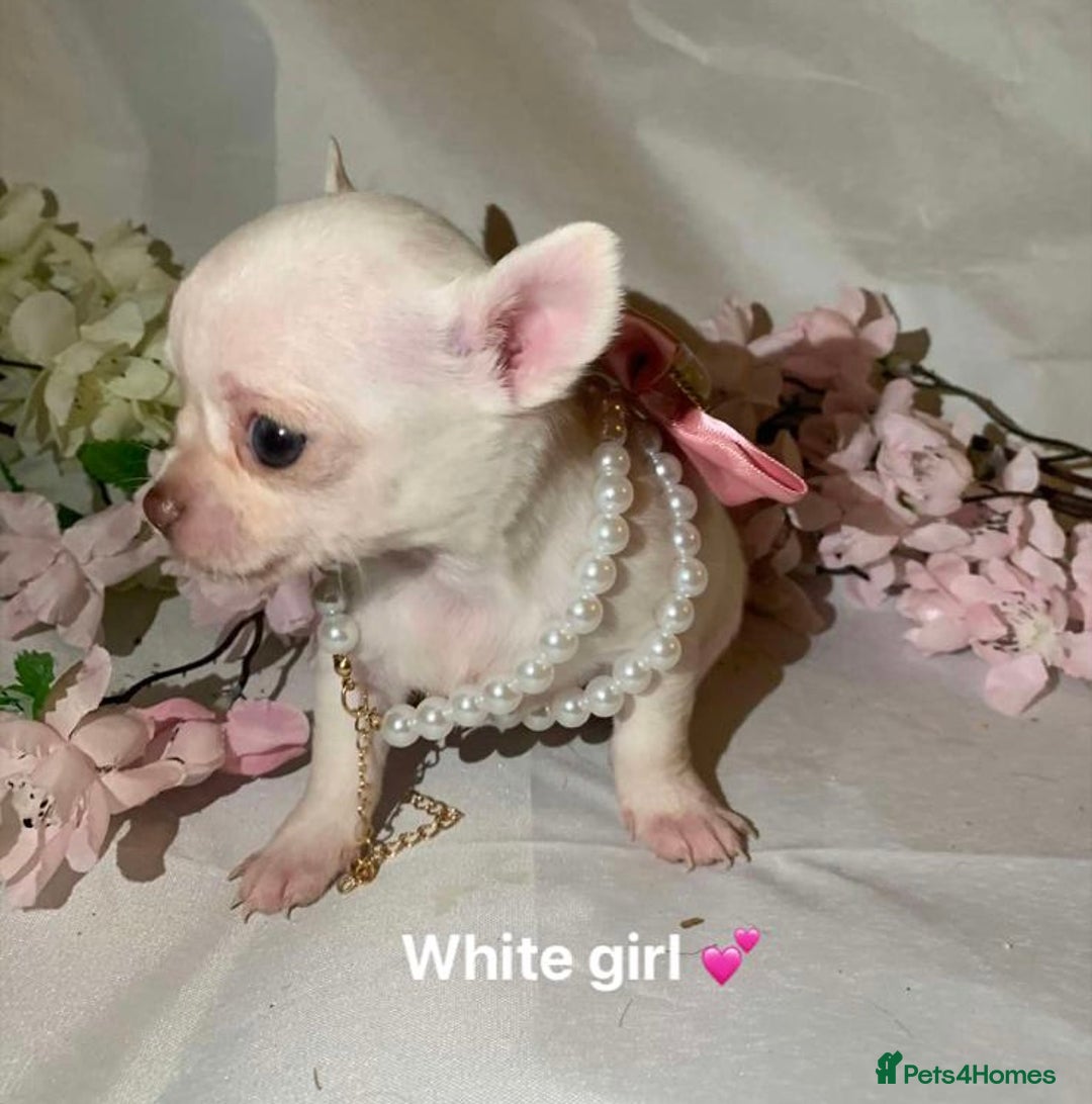 Chihuahua dogs for sale: Tiny chihuahua puppies  - Image 9