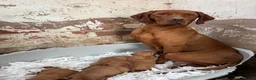 Hungarian Vizsla dogs for sale: Smooth Hungarian vizslas  - Advert 9