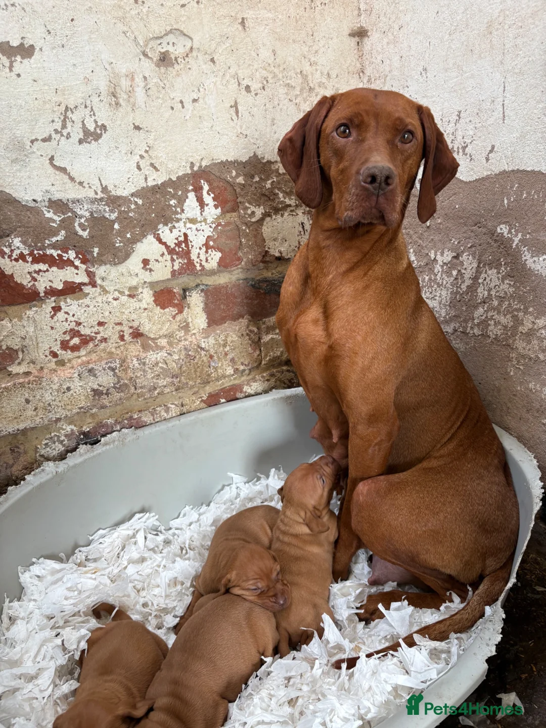 Hungarian Vizsla dogs for sale: Smooth Hungarian vizslas  - Advert 9