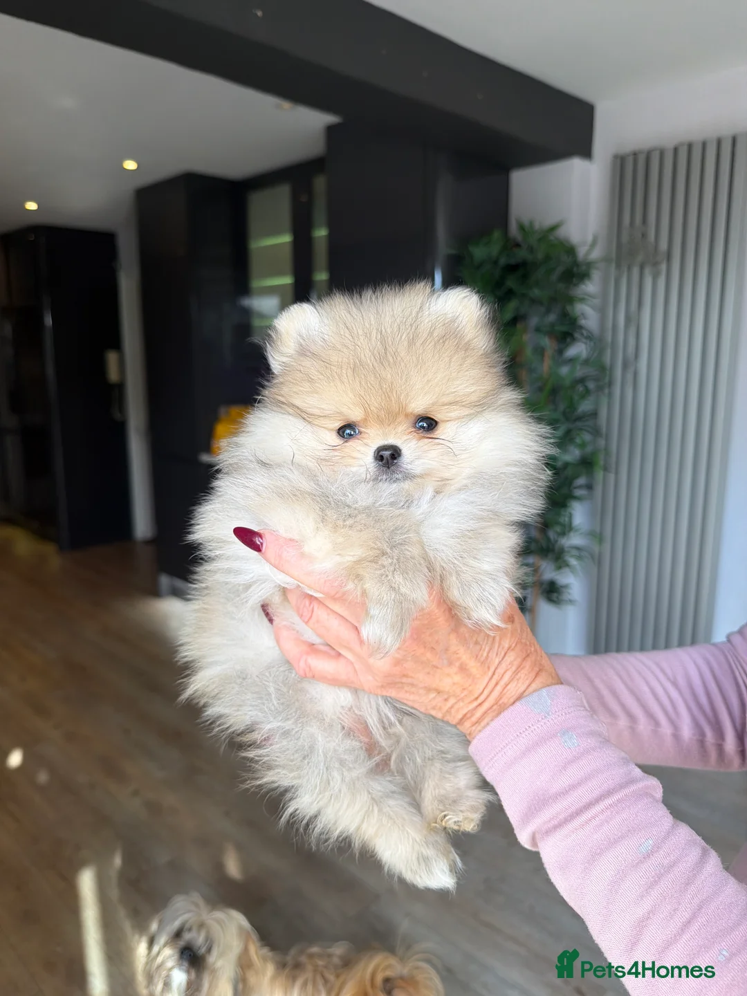 Pomeranian dogs for sale: Stunning Pomeranian Puppies for sale  in Billingshurst - Advert 2