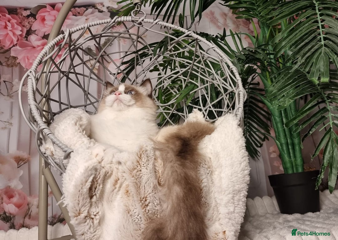 Ragdoll cats for sale: Quality Tica reg Ragdoll kittens  - Image 28