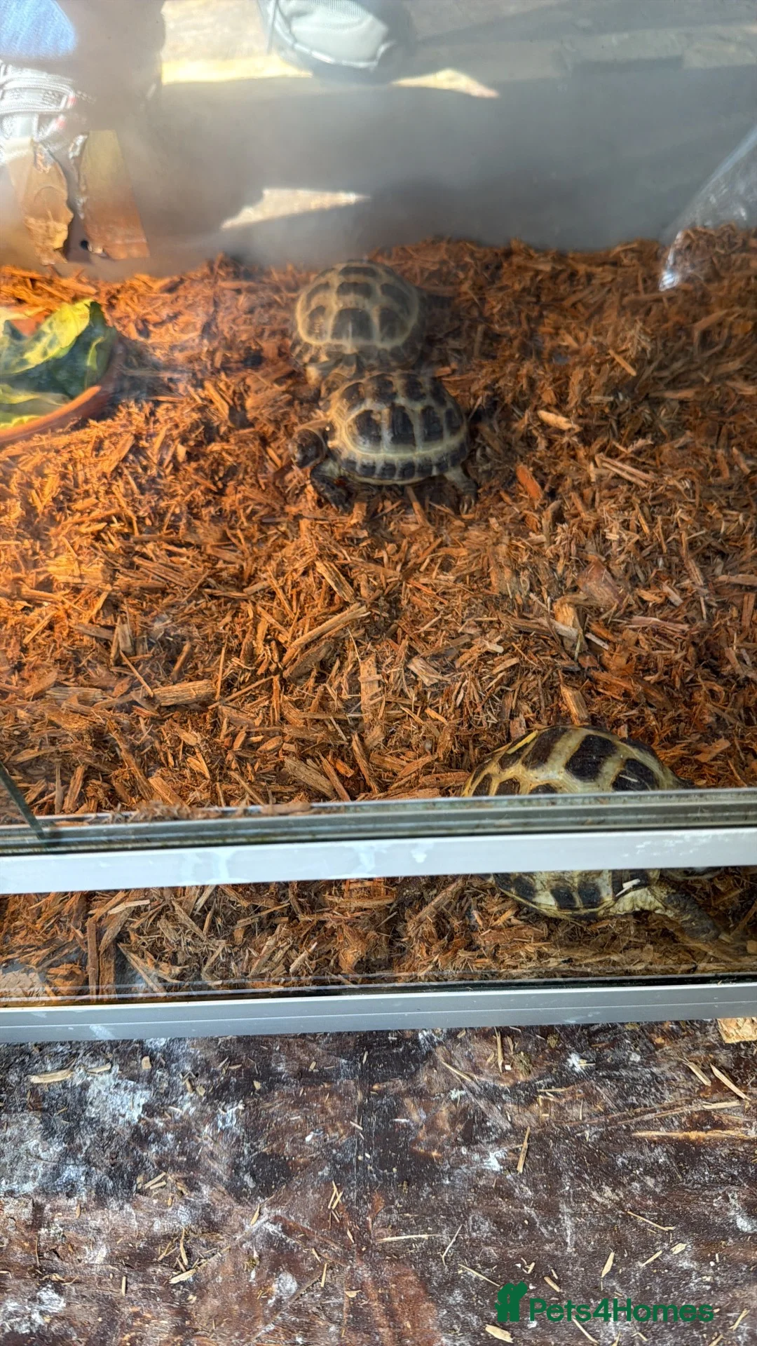 Mixed Breed reptiles for sale: Horsfilds  - Advert 2