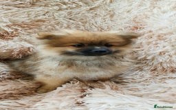 Pomeranian dogs for sale: Fluffy pomeranian looking new home - Image 2