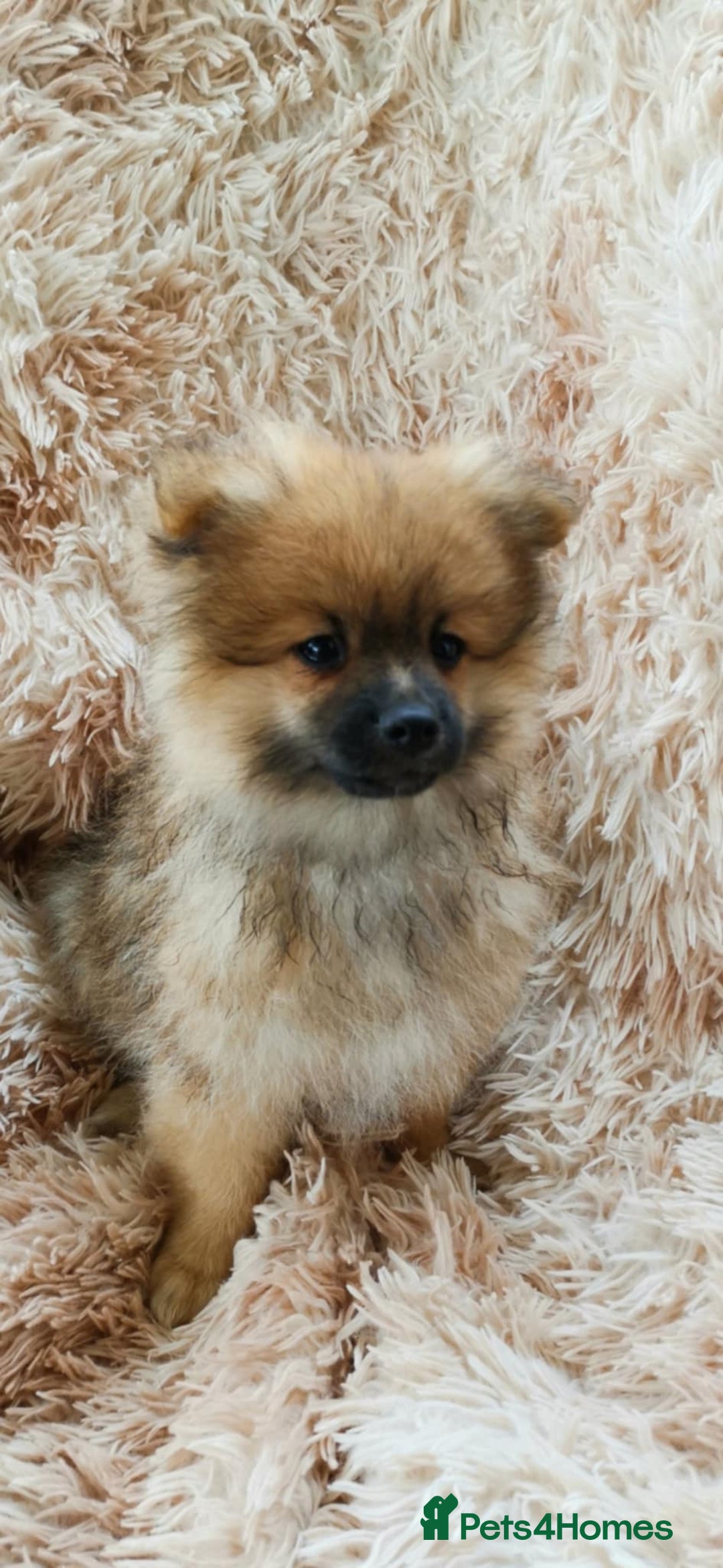 Pomeranian dogs for sale: Fluffy pomeranian looking new home - Image 2