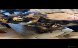 British Shorthair cats for sale: 7 kittens just turned 8 weeks  - Image 1