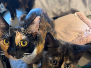 British Shorthair cats - Advert 11