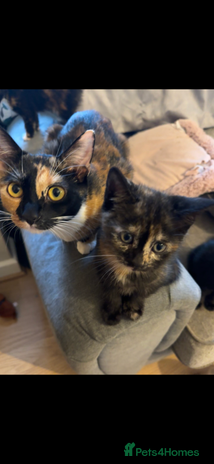 British Shorthair cats - Advert 1