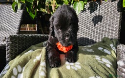 Newfoundland dogs for sale: Outstanding Newfoundland babies  - Image 10