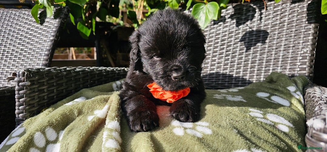 Newfoundland dogs for sale: Outstanding Newfoundland babies  - Image 10