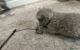 British Shorthair cats for sale: Pedigree Blue British Shorthair 💙💙💙💗💗💗💗 - Image 21