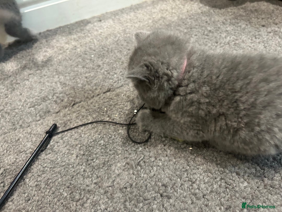 British Shorthair cats for sale: Pedigree Blue British Shorthair 💙💙💙💗💗💗💗 - Image 21