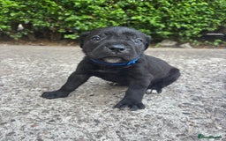 Cane Corso dogs for sale: 4 Cane corso puppy’s  - Image 4