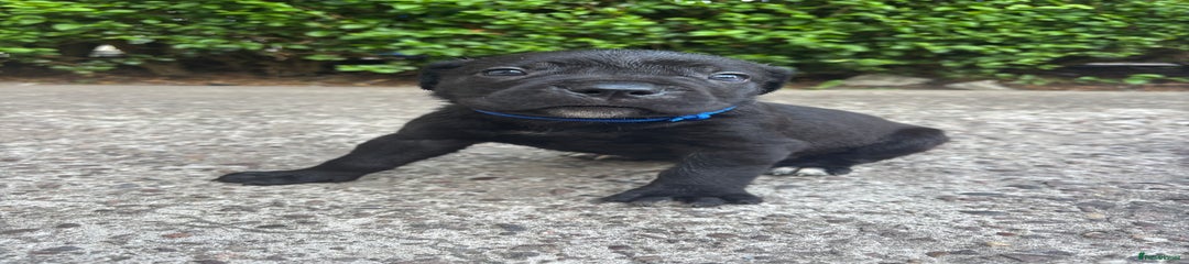 Cane Corso Puppy 7