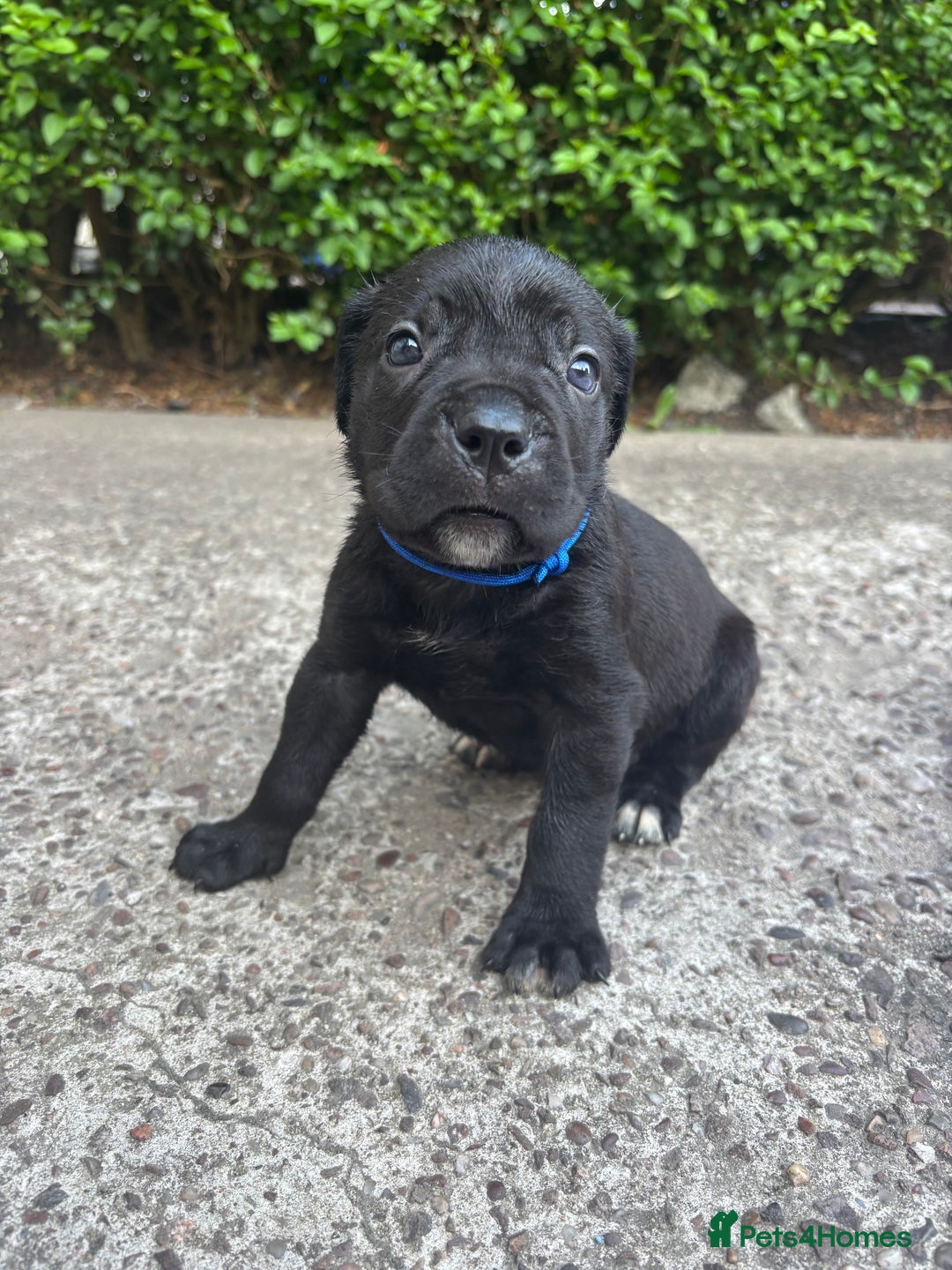 Cane Corso dogs for sale: 4 Cane corso puppy’s  - Image 4