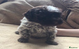 Lagotto Romagnolo dogs for sale: Pedigree Kennel Club Registered Lagotto Romagnolo - Image 17
