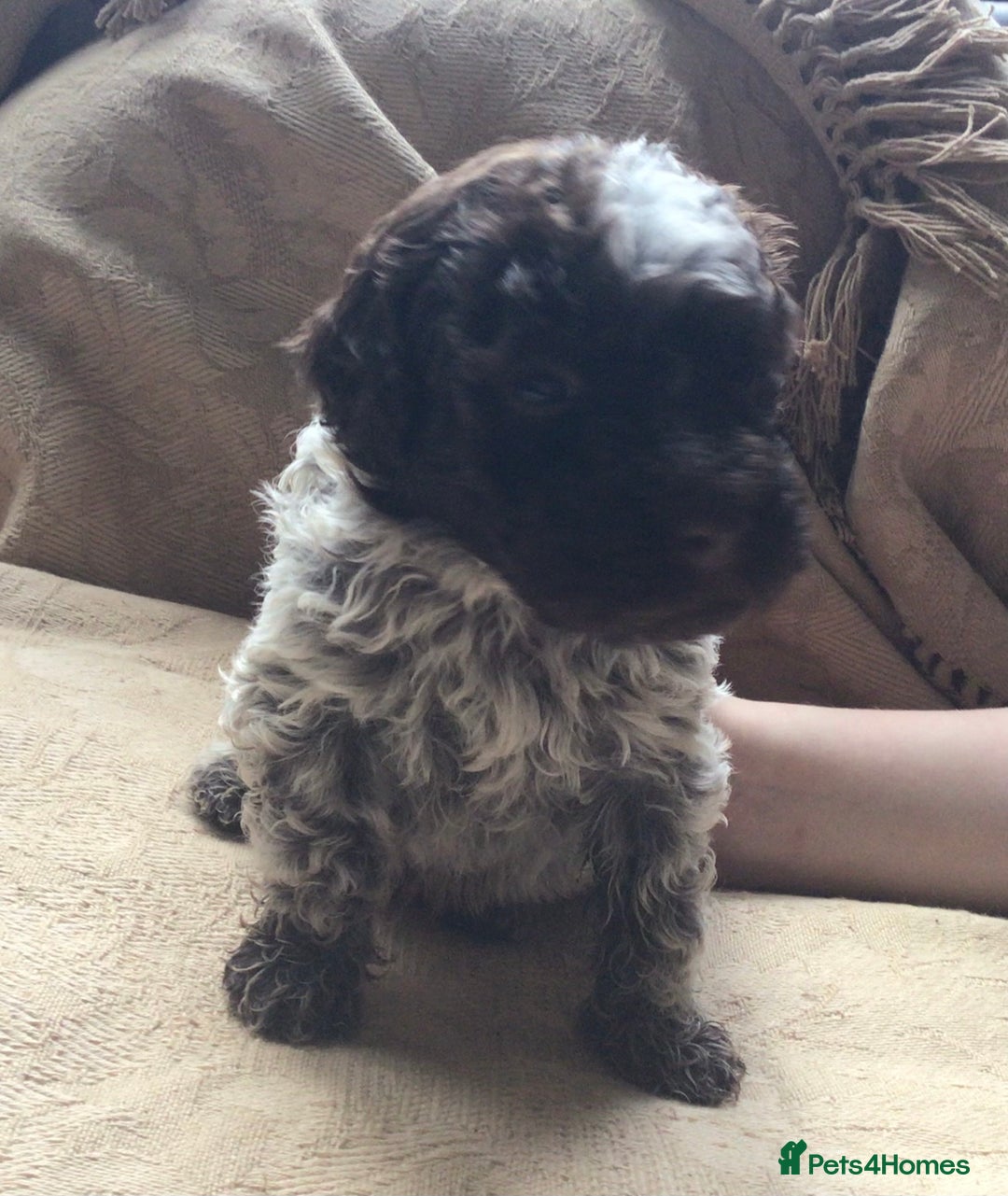 Lagotto Romagnolo dogs for sale: Pedigree Kennel Club Registered Lagotto Romagnolo - Image 17