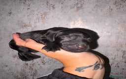 Cocker Spaniel dogs for sale: Cocker spaniel puppies - Image 5