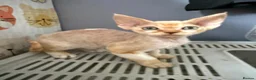 Devon Rex cats for sale: Stunning, cheeky GCCF reg Devon Male - Advert 3