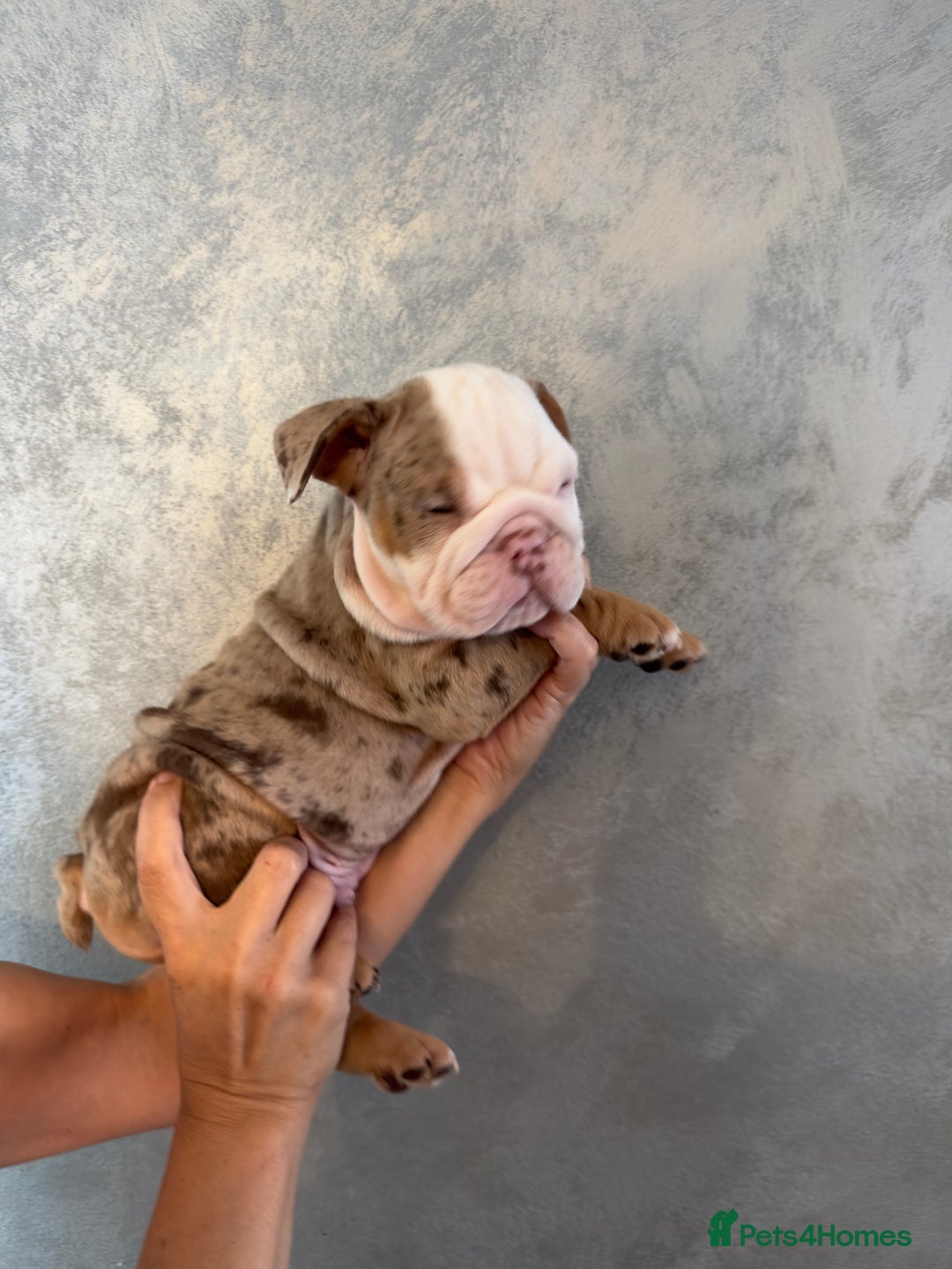 English Bulldog dogs for sale: **REDUCED **READY TO LEAVE CHUNKY ENGLISH BULLDOG - Image 31