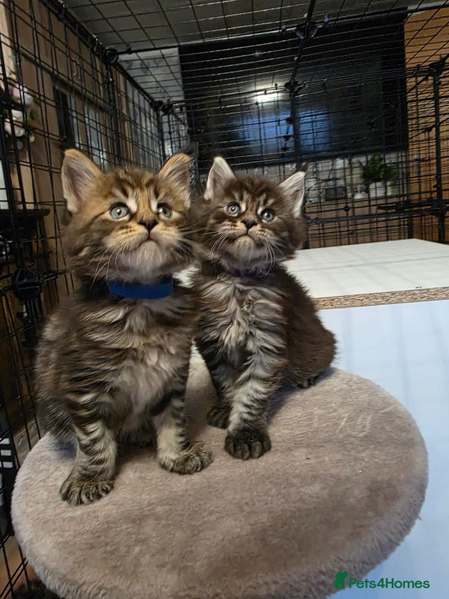 Maine Coon cats Maine Coon Registered TICA - Advert 1
