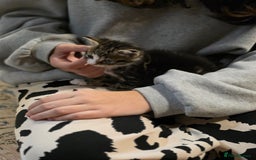 Mixed Breed cats for sale: Mixed kitten - Image 5