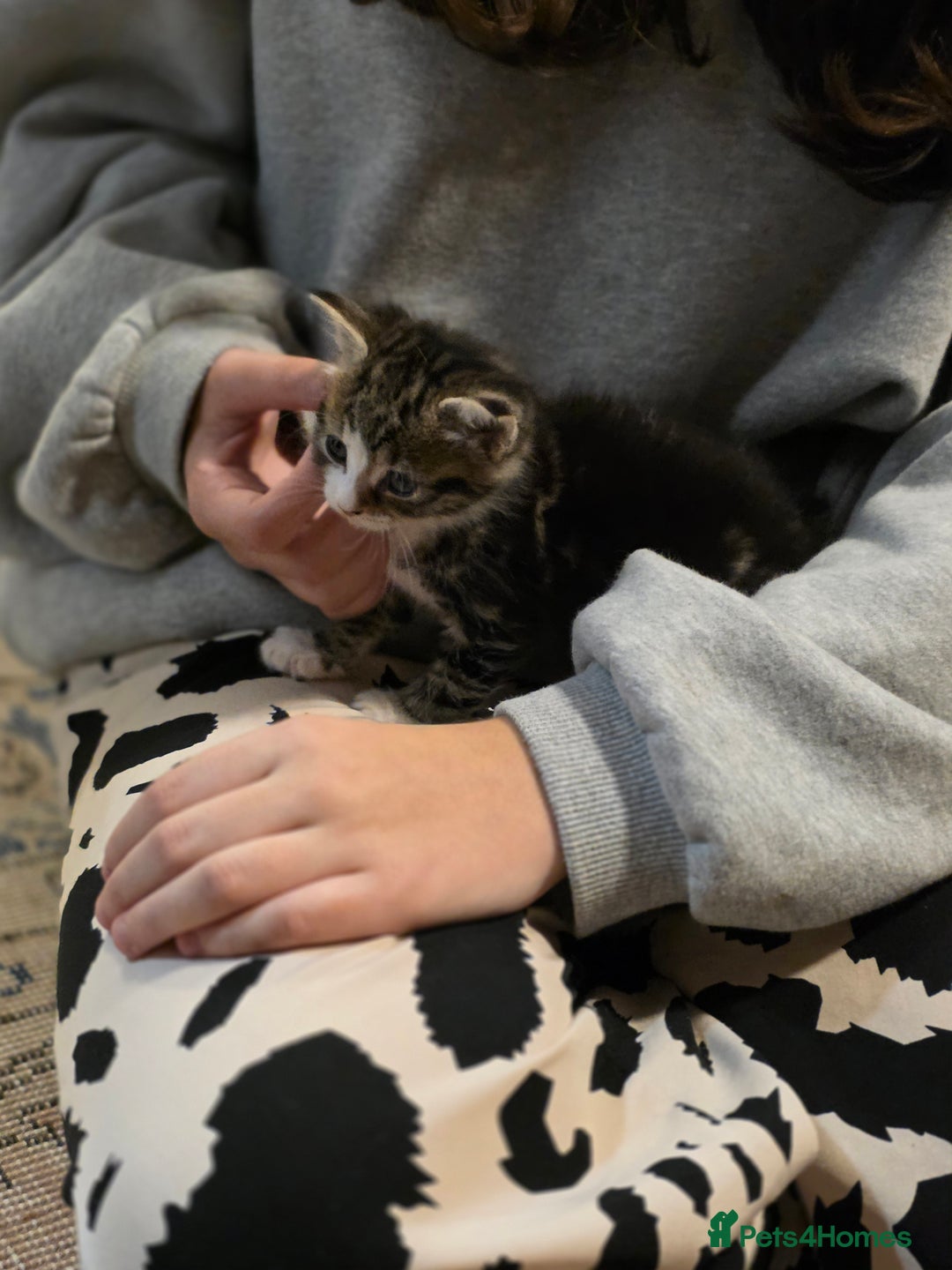 Mixed Breed cats for sale: Mixed kitten - Image 5