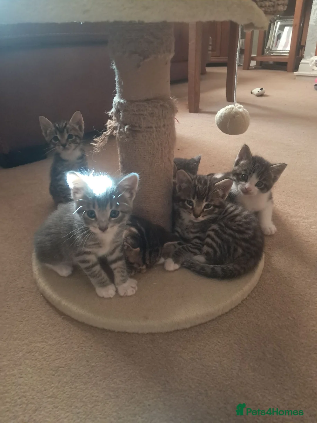 Mixed Breed cats for sale: Beautiful kittens 😸 available 27th August  - Advert 2