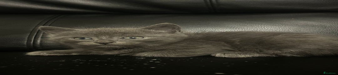 Mixed Breed Kitten 1