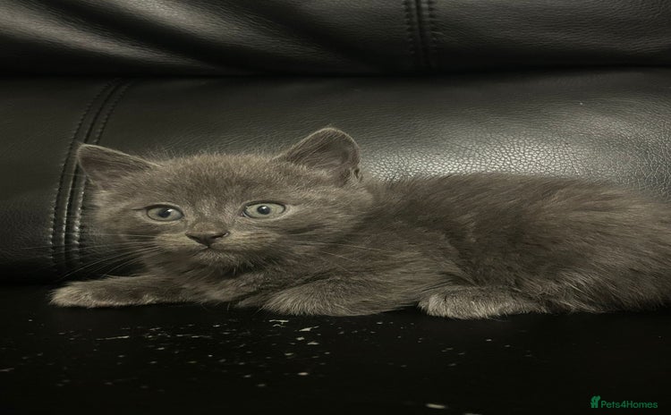 Mixed Breed cats - Advert 2