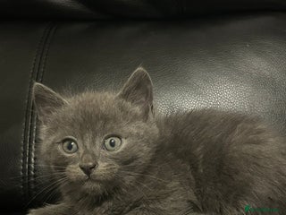 Mixed Breed cats - Advert 9
