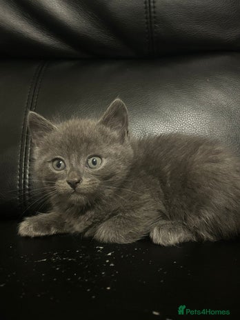 Mixed Breed cats - Advert 4